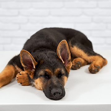 Charlie – GSD Charlie – GSD